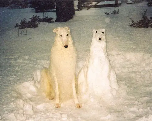 white dog snow man nailed it